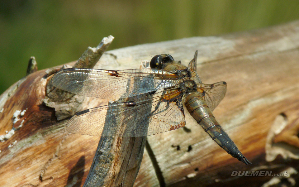 Four-spotted Chaser (Male, Libellula quadrimaculata)